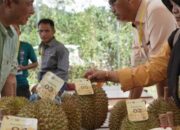 Pengunjung Cari Durian Termantap Di Festival Durian Solok Selatan 2024