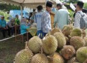 Puncak Festival Durian, Pemkab Solsel Kumpul Dan Makan Bersama Masyarakat