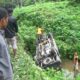 Mobil Pemudik Kota Solok Masuk Jurang di Dharmasraya