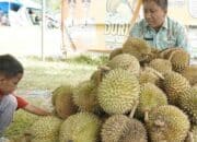 2.500 Durian Bakal Dibagikan Di Puncak Festival Durian Solok Selatan 2024