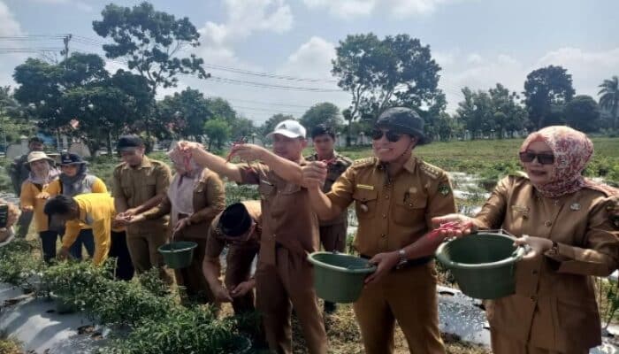 Hasil Pemanfaatan Lahan Kosong, Sekda Sukarni Bersama Dinas Pertanian Panen Cabai Merah