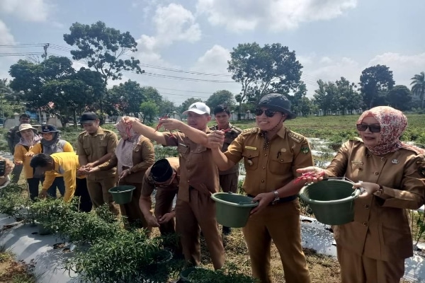 Sekda Sukarni Bersama Dinas Pertanian Panen Cabai Merah