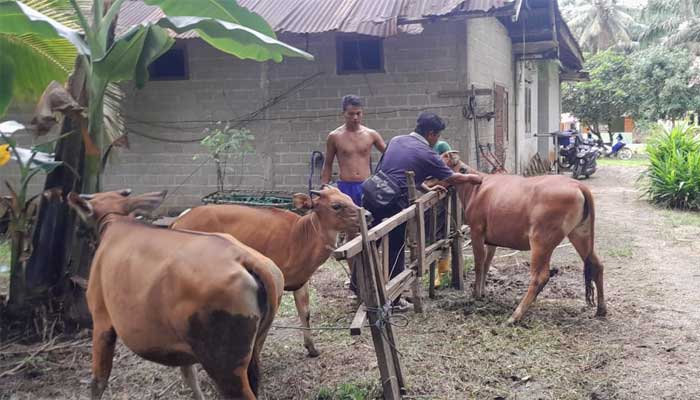 Penyakit Sapi Bali Jembrana Mulai Mewabah di Sijunjung, Kenali Tanda-tandanya 1 Petugas sedang malakukan vaksinasi sapi