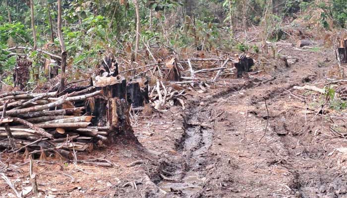 Hutan Pinus Kapalo Banda Nagari Taram Dibabat, Praktisi Hukum Minta Aparat Tak Tutup Mata 1 Hutan Pinus Kapalo Banda, Nagari Taram, Kecamatan harau, Kabupaten Limapuluh Kota dibabat oknum tak bertanggungjawab