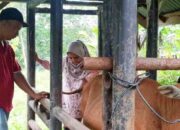 Dinas Ketahanan Pangan Pertanian dan Perikanan Sawahlunto Periksa Status Reproduksi Sapi Betina Hewan Kurban