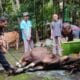 Kemenag Sawahlunto Sembelih Hewan Kurban