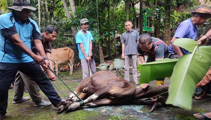 Kemenag Sawahlunto Sembelih Hewan Kurban