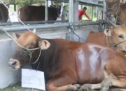 Bupati Dharmasraya Salurkan 22 Sapi dan 1 Kambing untuk Daerah Minim Kurban