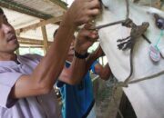 29 Orang Ditugaskan Jadi Tim Pemeriksa Kesehatan Hewan Kurban Sawahlunto