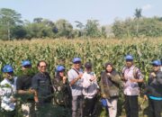 Varietas TKS 234, Jagung Unggul Berpotensi Tinggi untuk Petani Blitar
