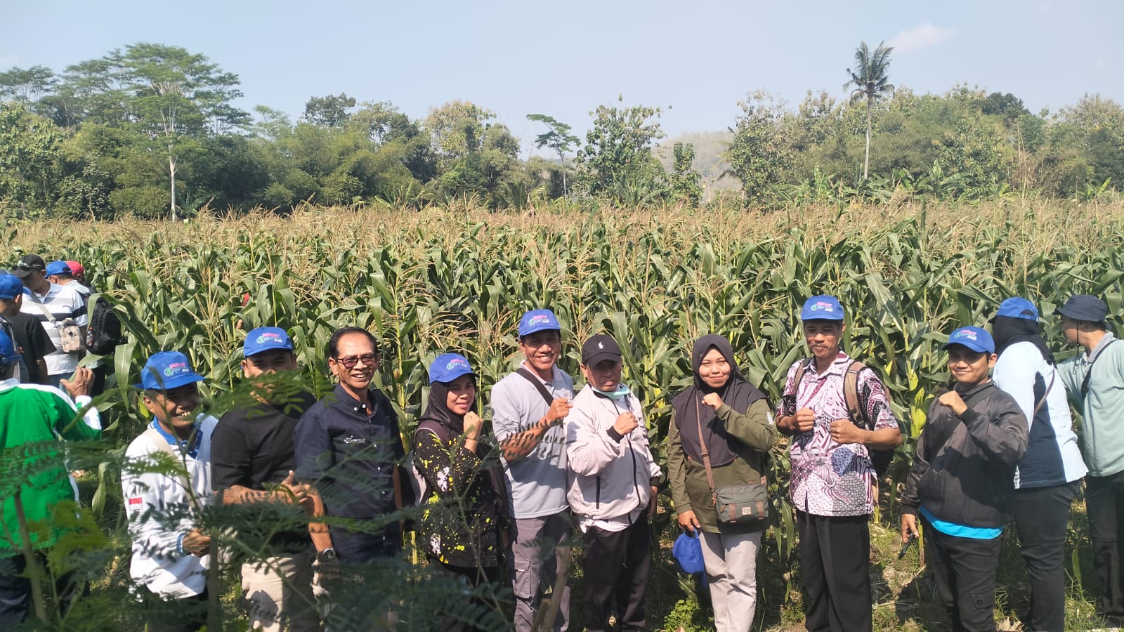 Uji coba varietas jagung unggul TKS 234 di lahan demplot di Desa Margomulyo, Kecamatan Panggungrejo, Kabupaten Blitar