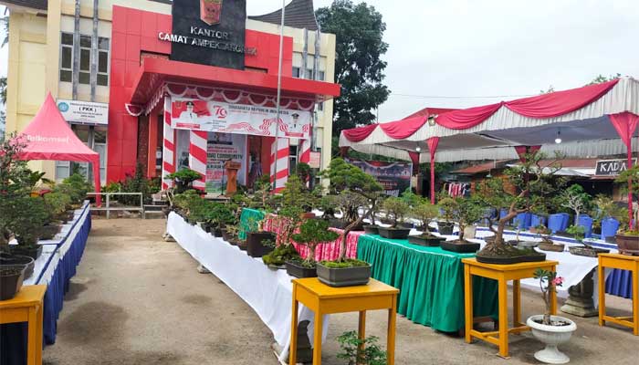 Komunitas Bugati Gelar Pameran tanaman bonsai di Kantor Camat Ampek Angkek