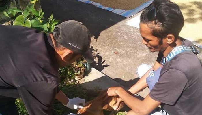 Dispangtan Padang Panjang Adakan Vaksinasi Rabies Gratis