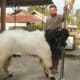 Ari Farm, Peternak Kambing Peranakan Etawa dari Padang Panjang