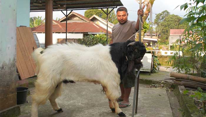 Ari Farm, Peternak Kambing dari Padang Panjang Ikut Expo Kontes Ternak 2024 di Payakumbuh 1 Ari Farm, Peternak Kambing Peranakan Etawa dari Padang Panjang