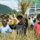 Field Day Panen Perdana Lahan Percobaan Sekolah Lapangan Budi Daya Padi Sawah Tanpa Olah Tanah di Aia Manyuruak, Nagari Persiapan Lubuk Gadang Barat