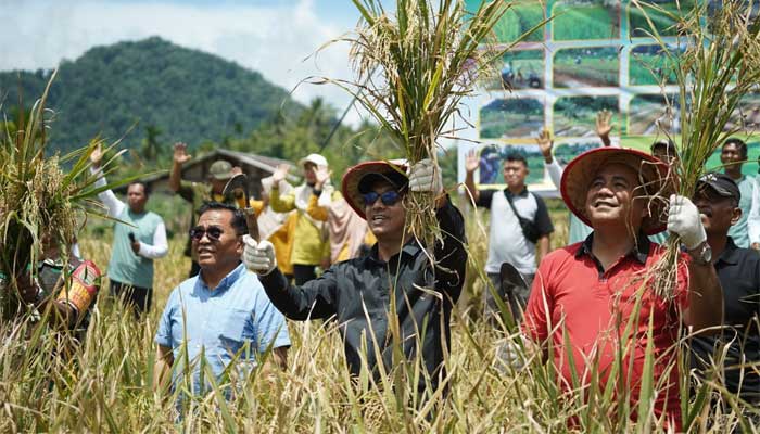 Field Day Panen Perdana Lahan Percobaan Sekolah Lapangan Budi Daya Padi Sawah Tanpa Olah Tanah di Aia Manyuruak, Nagari Persiapan Lubuk Gadang Barat