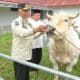Gubernur Sumbar, Mahyeldi lihat hewan ternak