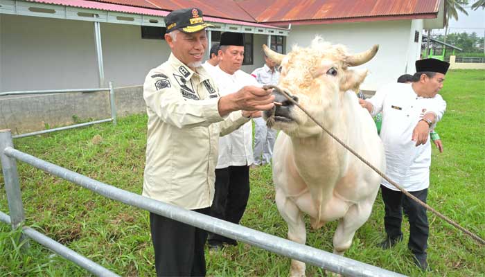 Begini Kebijakan Mahyeldi Dongkrak Kesejahteraan Peternak di Sumbar 1 Gubernur Sumbar, Mahyeldi lihat hewan ternak