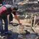 Kapolsek Keluang Berhasil Amankan Pemilik Sumur Minyak Terbakar di Desa Tanjung Dalam