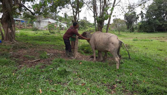 Puskeswan Kota Sawahlunto Gelar Kegiatan Lakeh Sato