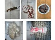 Polres Pesisir Barat Berhasil Ungkap Kasus Perburuan Ilegal Satwa Dilindungi