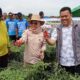 Sekretaris Daerah Kabupaten Bintan, Ronny Kartika melakukan panen tanaman cabai, timun serta kacang panjang bersama Kelompok Tani Palawija Bahagia Tani di Desa Sebong Pereh