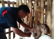 Banjir di Kecamatan Binangun Rusak Properti dan Ternak, Pemulihan Segera Dilakukan