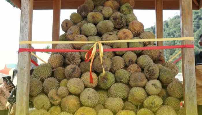 Festival Durian Solok Selatan 2025, Banyak Hadiah dan Makan Durian Gratis 1 Festival Durian Solok Selatan