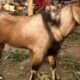 PDAM Kota Sawahlunto Salurkan 6 Kambing Kurban