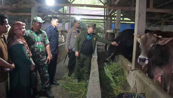 Wako Padang Panjang Tinjau Sapi Kurban Presiden Prabowo