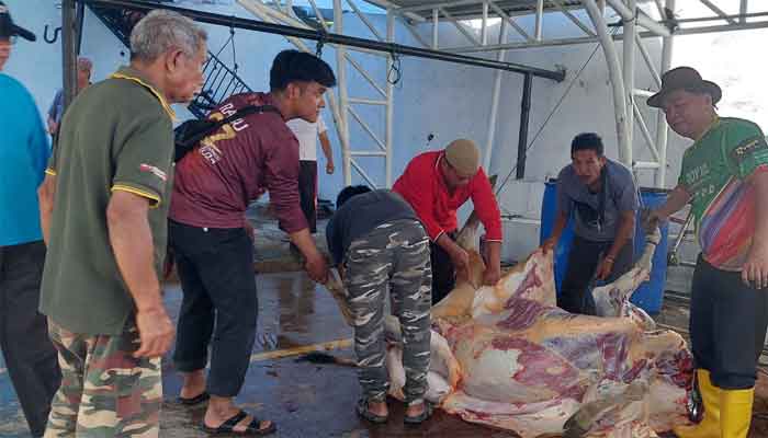 Kemenag Sawahlunto Sembelih 12 Sapi dan 1 Kambing Kurban