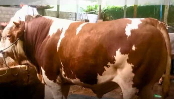 Bantuan Kurban Sapi Seberat 893 Kg dari Presiden Prabowo untuk Solok Selatan