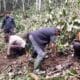 Wakil Bupati Solok, H. Candra, melakukan penanam bibit kopi di lokasi perkebunan kopi di Ulu Rimbo, Nagari Paninggahan Kecamatan Junjung Sirih