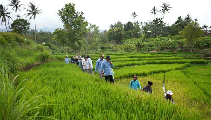 Dinas Pertanian Kabupaten Solok Demonstrasikan Penggunaan Obat Pembasmi Tikus di Nagari Talang