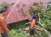 Kakan Kemenag Dedi Wandra Tinjau Kerusakan Akibat Hujan Badai di MAN Kota Sawahlunto 9 Pemangkasan pohon tumbang di lingkungan sekolah MAN Sawahlunto