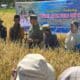 Gubernur Sumbar Hadiri Panen Padi Sawah Pokok Murah dan Sekolah Lapang Tematik di Solok