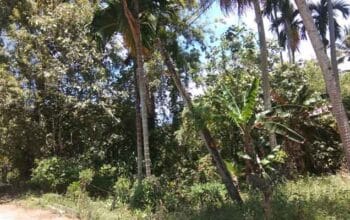 Kabel SUTR PLN Menjuntai ke Tanah di Kampung Apa Jaya Pesisir Selatan