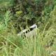 Sebuah mobil Avanza putih terjun ke jurang di ruas Jalan Solok–Padang Km 26, tepatnya di Jorong Linjuang Koto Tinggi, Nagari Koto Gaek Guguak, Kecamatan Gunung Talang, Kabupaten Solok