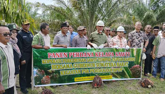 Program Peremajaan Kelapa Sawit Sumbar Sejak 2018 Mulai Berhasil, Petani Agam Panen Perdana 1 Panen perdana kelapa sawit hasil peremajaan kelapa sawit Sumbar di lahan plasma KPS Tompek Tapian Kandis, Kabupaten Agam
