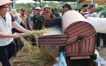 Bupati Bintan Panen Perdana Padi Gogo Bersama Petani Keltan Maju Jaya Kampung Sei Jeram