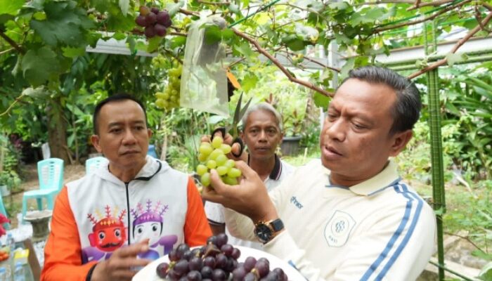 Walikota Jakarta Timur Munjirin Apresiasi Pemanfaatan Lahan Kosong Lewat Panen Anggur Warga Cakung