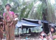 Suku Anak Dalam di Antara Sawit dan Tenda Terpal: Ujian Kepemimpinan yang Gagal Dijawab Pemda