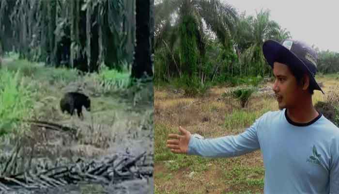 Hewan liar beruang muncul di perkebunan sawit warga di Jorong Pandaleh, Nagari Sialang Gaung, Kecamatan Koto Baru, Kabupaten Dharmasraya, Sumatera Barat