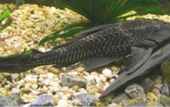 186351 kenapa ikan sapu sapu invasif ini dampaknya bagi alam