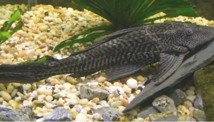 Pemprov DKI Gencarkan Pemberantasan Ikan Sapu-Sapu, Ini Penyebab dan Dampaknya bagi Kesehatan