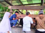 DPKPP Solok Selatan Gencarkan Vaksinasi PMK Hewan Ternak Jelang Idul Adha