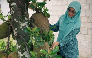 Elpi Nora, Koordinator Dasawisma Mawar IV Jorong Paninjauan memperlihatkan nangka di halaman rumah