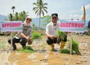 Pemerintah Percepat Pemulihan Lahan Terdampak Bencana dan Antisipasi Kekeringan Melalui Gerakan Tanam Serempak 50 Ribu Hektare