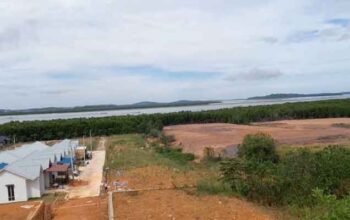Puluhan hektare hutan Mangrove di Tanjung Piayu Laut, Batam, ditimbun tanah
